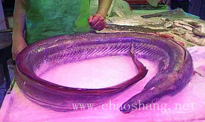 蟃魚圖1.jpg