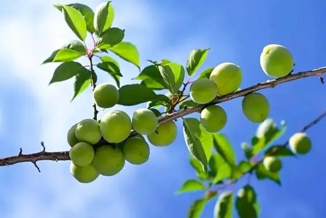 揭陽普寧：新產(chǎn)品搶占新賽道，小青梅成助農(nóng)增收“致富果”