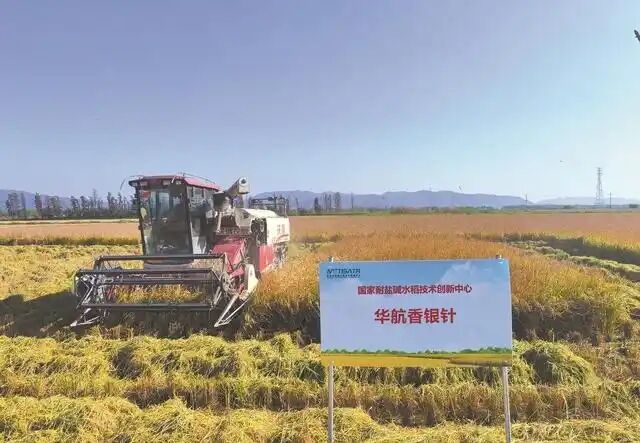 河源稻品在汕頭鹽堿稻區(qū)試種成功