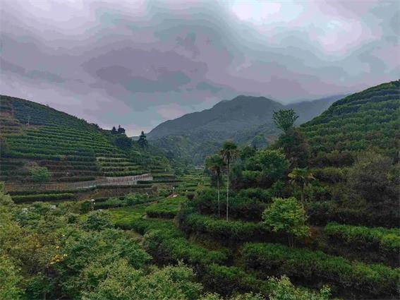 潮州市30個(gè)鎮(zhèn)、茶區(qū)納入地理標(biāo)志產(chǎn)品保護(hù)范圍